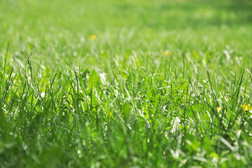 green grass background