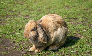 Photo of free rabbit in pasture, against green background 