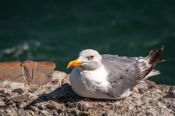 seagull on the rocks