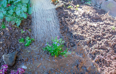 watering flowers from a watering can