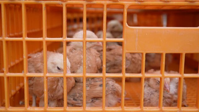 Cute chicks in a large plastic transport box. Agro-industrial hatchery