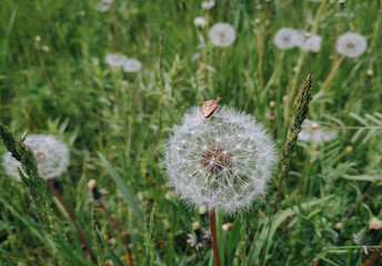 Fluffy white dandelion and a beetle on it against the background of green grass close-up. The...