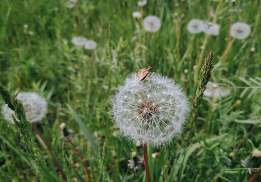 Fluffy white dandelion and a beetle on it against the background of green grass close-up. The concept of spring, May and the threshold of summer.