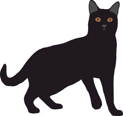 A black cat with big ears stands upright