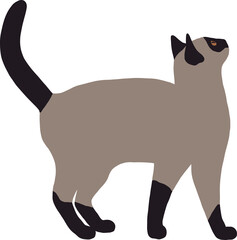 Siamese cat in full growth with tail up