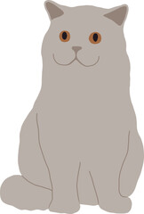 Obraz premium Gray British cat with straight ears sits upright