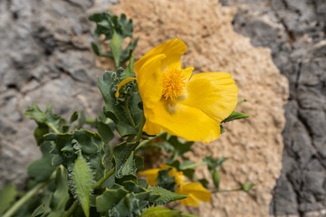 a large yellow poppy grows on a rock wall