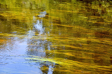 Algae in the river. Texture, background
