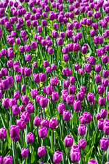 View from above of spring blooming pink tulip field.