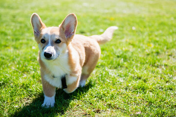 Corgi puppy walks on a green lawn on a sunny day.