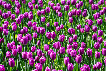 View from above of spring blooming pink tulip field.