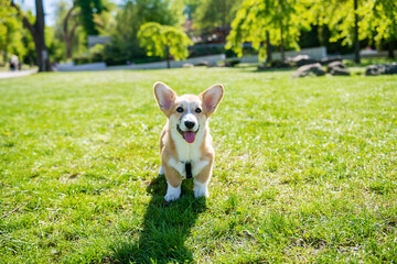 Naklejka na ściany i meble Corgi puppy sits on a green lawn on a sunny day.