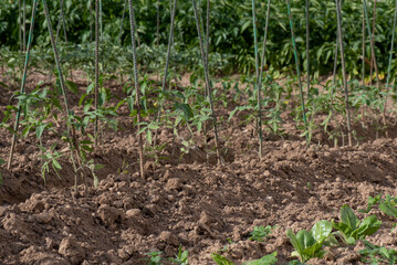 Huerto de tomateras pequeñas atadas en la guia, crecimiento