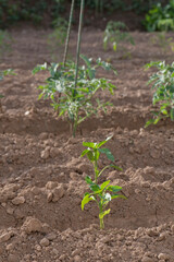 Tomateras y plantas de pimiento recien plantadas atadas en guia