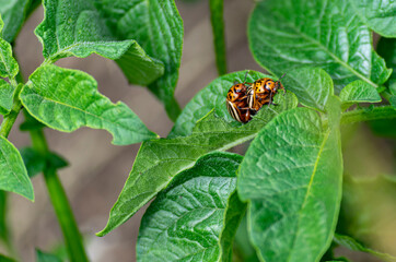 The Colorado potato beetle eats young potato leaves. Pests destroy crops in the field. Parasites in the wild and agriculture.A series of close-up shots.