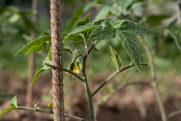 Pequeña tomatera con flor junto hierro de construcción para guia, planta trepadora