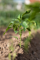 Planta de pimientos del padrón, pimenteras recién plantadas en el huerto, pequeñas, en proceso de crecimiento