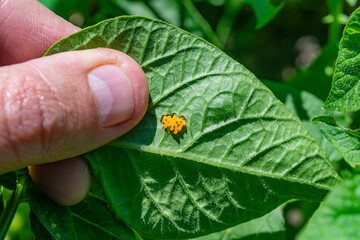 Colorado potato beetle eggs on a potato leaf. Pests destroy crops in the field. Parasites in the...