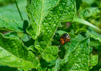 The Colorado potato beetle eats young potato leaves. Pests destroy crops in the field. Parasites in the wild and agriculture.A series of close-up shots.