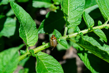 The Colorado potato beetle eats young potato leaves. Pests destroy crops in the field. Parasites in the wild and agriculture.A series of close-up shots.