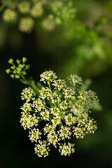 Flor de perejil, perejil espigado, semillas.