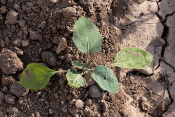 planta de berenjena recién plantada, huerta de verano, crecimiento y ciclos del huerto