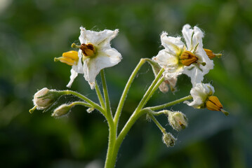 Flor de planta de patatas, florecer patatera. Ciclos de primavera en el huerto
