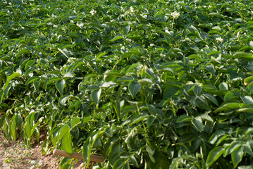Plantas de patatas crecidas, hueto con un patatar con plantas verdes y crecidas