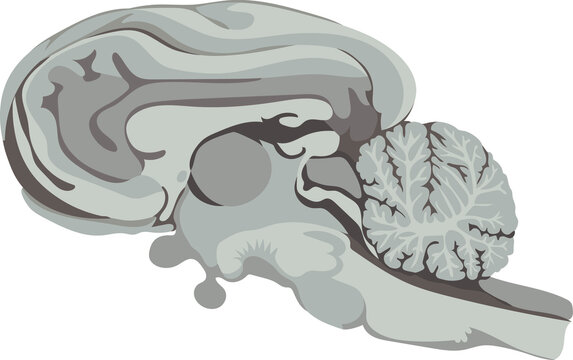Medical image of the structure of the brain of a pig