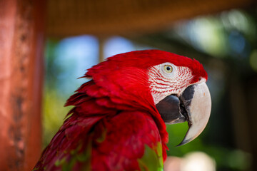 close up red macaw with bokeh background