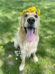 golden retriever puppy with a flower ring