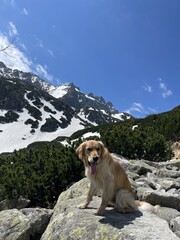 golden retriever dog in the mountains