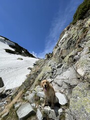 portrait of a dog in nature