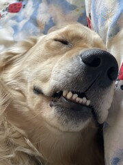 portrait of a golden retriever