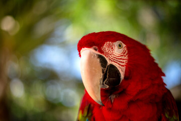 close up red macaw with bokeh background
