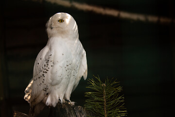White owl - obrazy, fototapety, plakaty