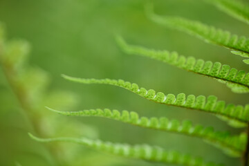 fern leaf close up