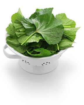 mallow leaves, Moroccan mallow salad ingredient
