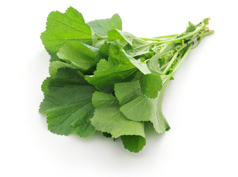 mallow leaves, Moroccan mallow salad ingredient