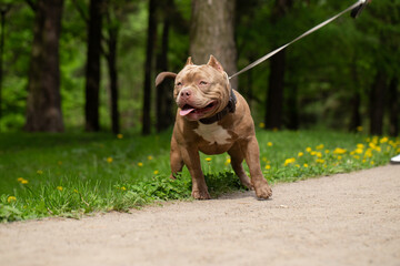 An American Bully dog on a walk in the park on a leash.