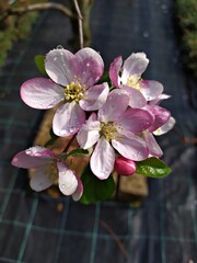 Fototapeta na wymiar Italy, Trentino: Apple tree blossoms.