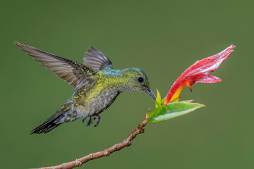 Blue-vented Hummingbird - Saucerottia hoffmanni, beautiful colored hummingbird from Central America forests and gardens, Costa Rica.