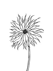 Sunflower drawing, black ink outline of wild flower, vector illustration