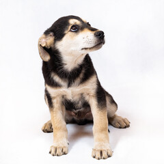 A large half-breed puppy of an Eastern European shepherd poses in the studio.