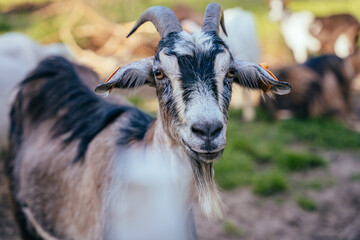 Goat portrait. Black with brown and white spots long haired goat with horns and beard.
