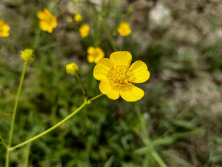 Meadow Buttercup (Ranunculus acris) flower in Romania