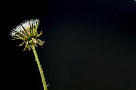 Zeitraffer timelapse einer aufgehenden Pusteblume von L&ouml;wenzahn auf schwarzem Hintergrund