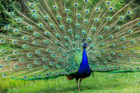Peafowl showing his beaitful feathers in a green garden