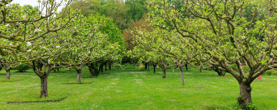 Banner with old blooming cherry trees inin aprk