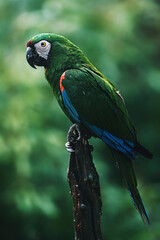 Military macaw (Ara militaris) a color portrait of a beautiful parrot